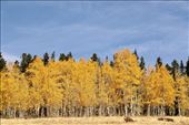 Golden Colorado Autumn: by graynomadsusa, Views[270]