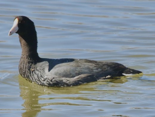 American Coot,  Rocky Mountain Arsenal