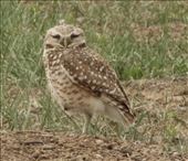 Burrowing Owl, Rocky Mountain Arsenal: by graynomadsusa, Views[165]