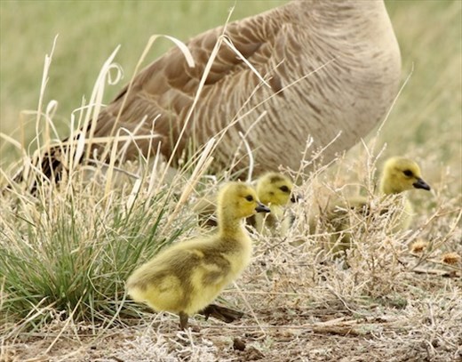 Goslings, Rocky Mountain Arsenal