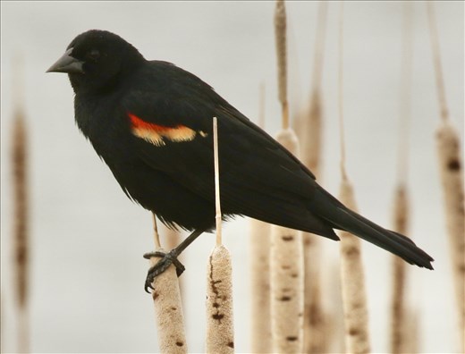 Redwing Blackbird, Rocky Mountain Arsenal