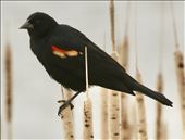 Redwing Blackbird, Rocky Mountain Arsenal: by graynomadsusa, Views[130]