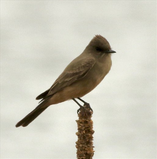 Saye's Phoebe, Rocky Mountain Arsenal