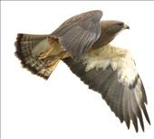 Swainson's Hawk, Rocky Mountain Arsenal: by graynomadsusa, Views[114]