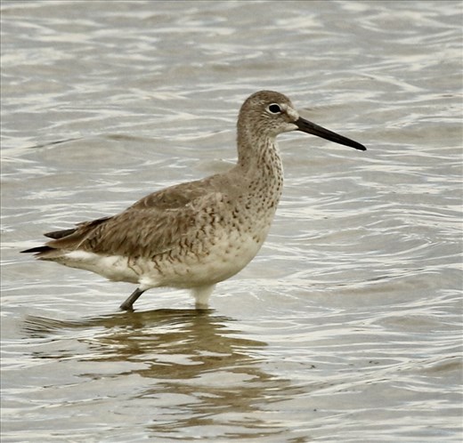 Willet, Rocky Mountain Arsenal