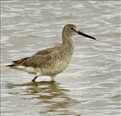Willet, Rocky Mountain Arsenal: by graynomadsusa, Views[166]