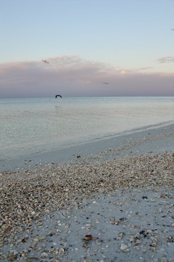 Shells at Sunrise, Fort Myers 