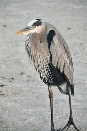Local resident, Fort Myers 