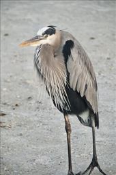 Local resident, Fort Myers : by graynomadsusa, Views[282]