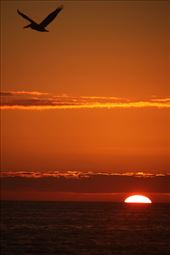Pelican and the Setting Sun, Fort Myers Beach: by graynomadsusa, Views[321]