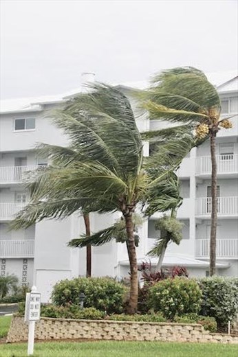 Wind in the Palms