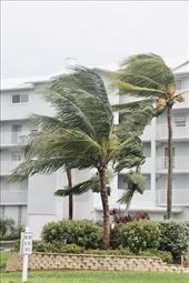 Wind in the Palms: by graynomadsusa, Views[769]