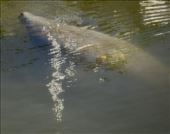 Coming up for a breathe: by graynomadsusa, Views[298]