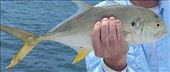 Jack Crevalle: by graynomadsusa, Views[395]