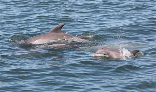 Bottle-nose Dolphins