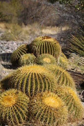 Barrels of Fun, thorns and all