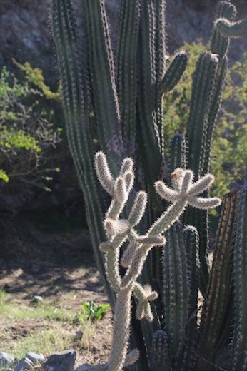 Pricklies, Wallace Desert Garden