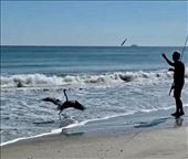 Great Blue Heron, the perfect bait disposal system: by graynomadsusa, Views[404]