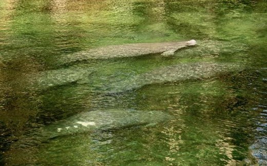 Just trying to stay warm, Blue Springs State Park, FL