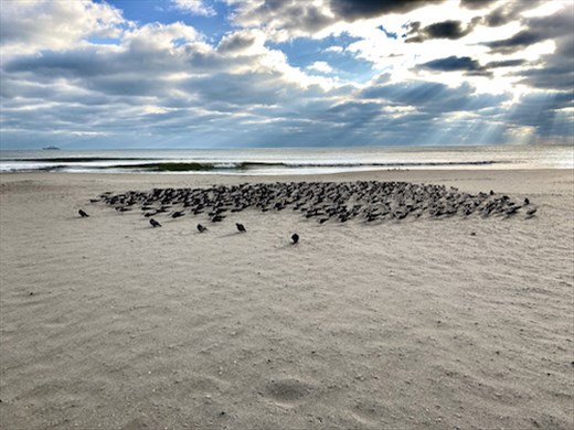 Black Skimmers sheltering from the wind