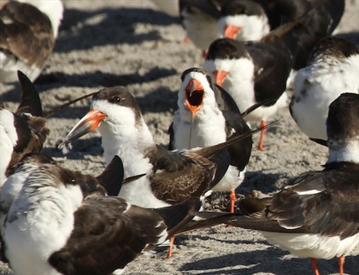 Black Skimmers