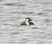 Common loon, Destin FL: by graynomadsusa, Views[399]