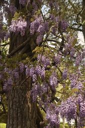 Signs of Spring—Wisteria: by graynomadsusa, Views[301]