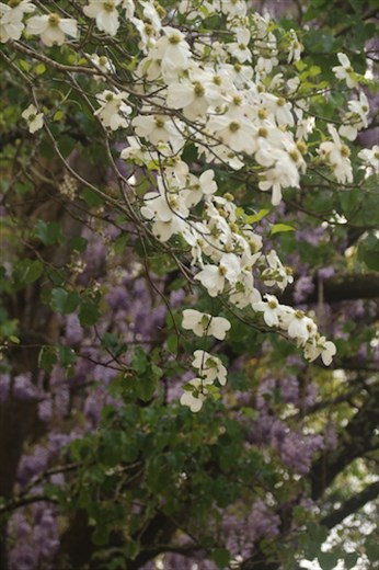 Signs of Spring—Dogwood