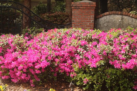 Signs of Spring—Azelea