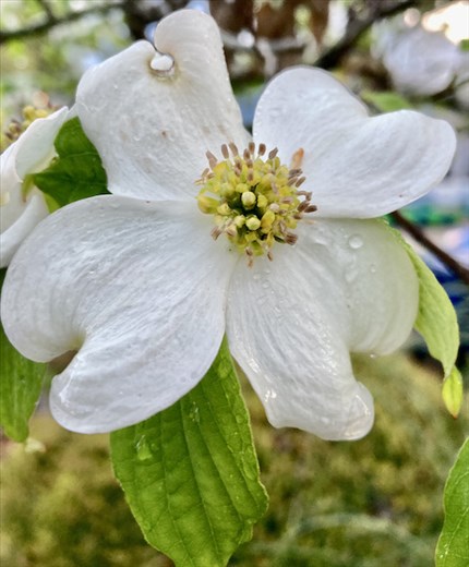 Dogwood blossom