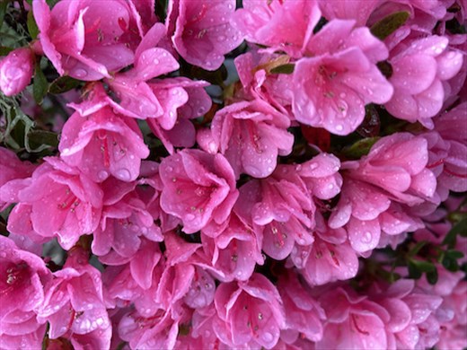 Azalea blooms after an April shower