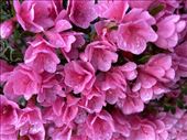 Azalea blooms after an April shower: by graynomadsusa, Views[682]