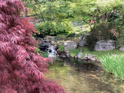 A bit of tranquility, Lewis Ginter Botanical Park