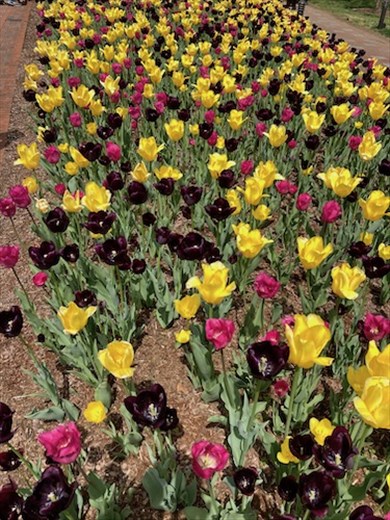 Tip-Toe Through the Tulips, Lewis Ginter Botanical Park