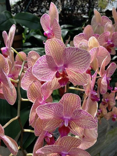Orchids, Lewis Ginter Botanical Park