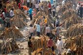 Firewood—Don't Leave Home Without It  (I lied. Photo of India from Internet, not Virginia): by graynomadsusa, Views[421]