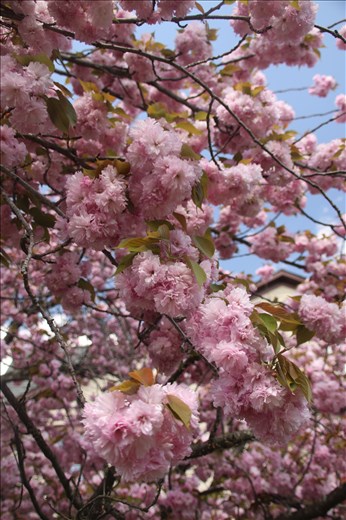 Signs of Spring—Camelias 