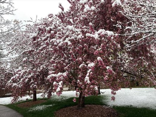 Snow on Cherry Blossoms