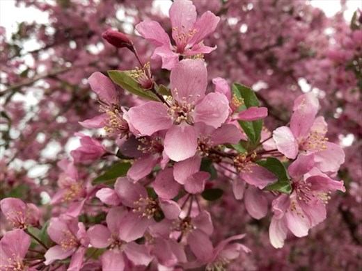 A Cherry Welcome to Colorado