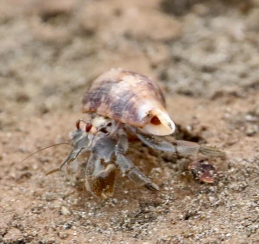 Hermit Crab