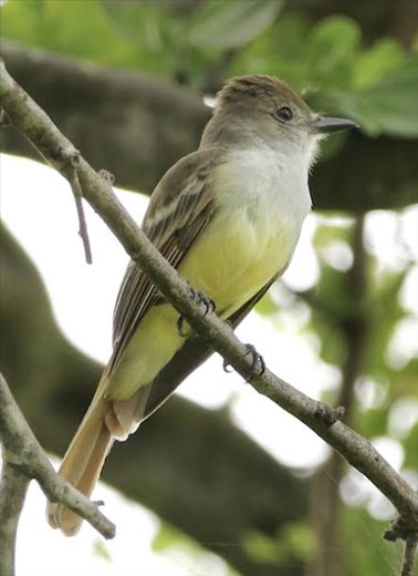 Brown-crested Flycatcher