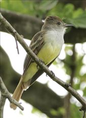 Brown-crested Flycatcher: by graynomadsusa, Views[315]