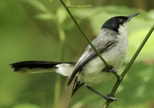 White-lored Gnatcatcher