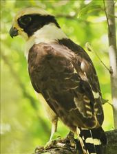 Laughing Falcon: by graynomadsusa, Views[321]