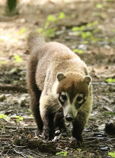 Coatimundi