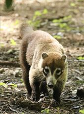 Coatimundi: by graynomadsusa, Views[237]