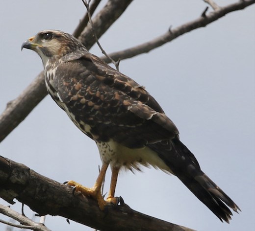 Gray hawk