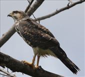 Gray hawk: by graynomadsusa, Views[338]