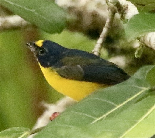 Yellow-crowned Euphonia