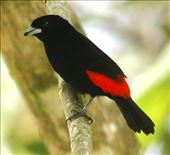 Scarlet-rumped Tanager: by graynomadsusa, Views[175]